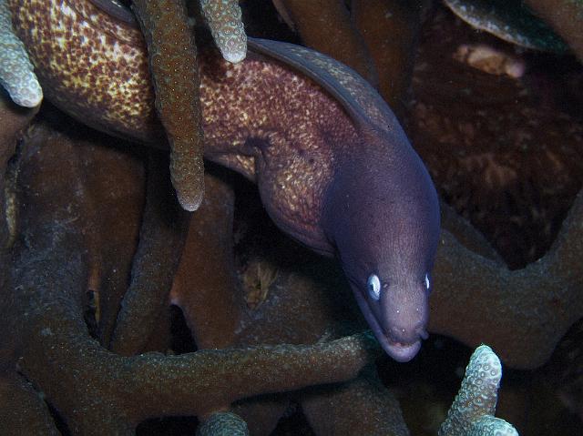 Weissaugenmuraene 141.jpg